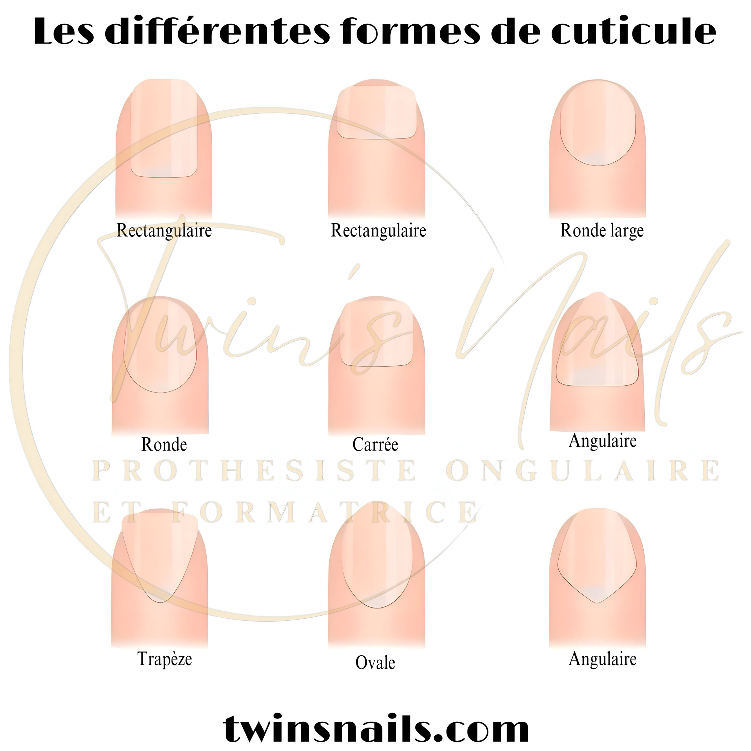 LES DIFFERENTES FORMES DE CUTICULES