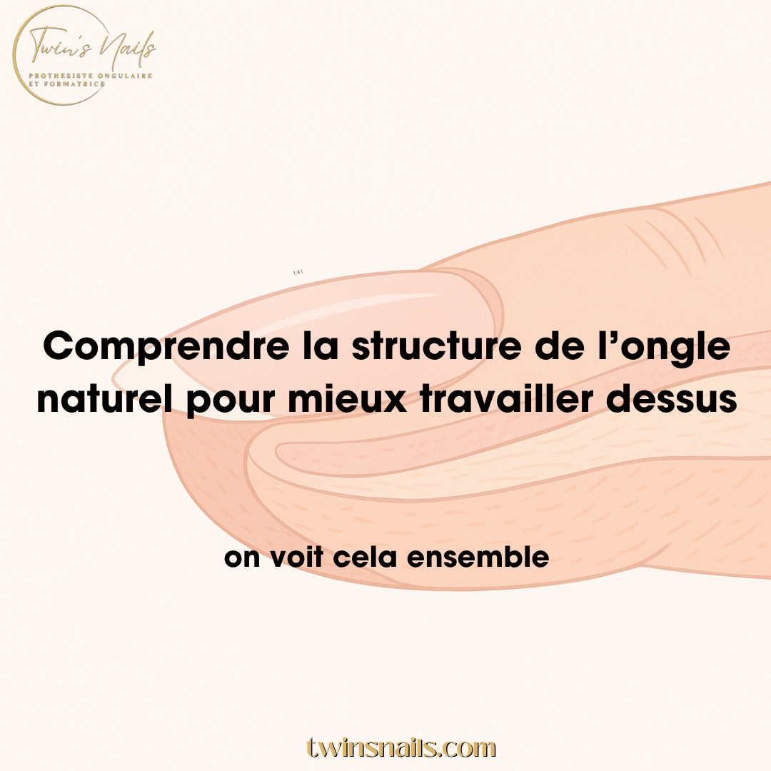 COMPRENDRE LA STRUCTURE DE L'ONGLE NATUREL POUR MIEUX TRAVAILLER DESSUS
