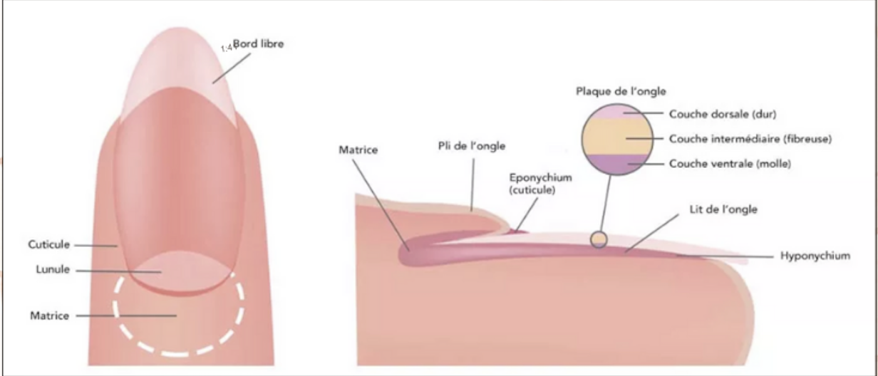 COMPRENDRE LA STRUCTURE DE L'ONGLE NATUREL POUR MIEUX TRAVAILLER DESSUS
