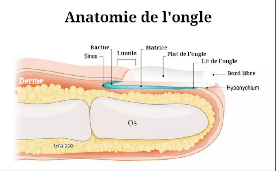 COMPRENDRE LA STRUCTURE DE L'ONGLE NATUREL POUR MIEUX TRAVAILLER DESSUS